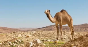 تفسير الجمل في الحلم: دلالات ورموز تفصيلية