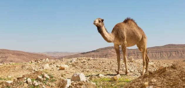 تفسير الجمل في الحلم: دلالات ورموز تفصيلية