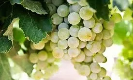 تفسير العنب في الحلم: دلالاته وعلاقته بالرزق والخير